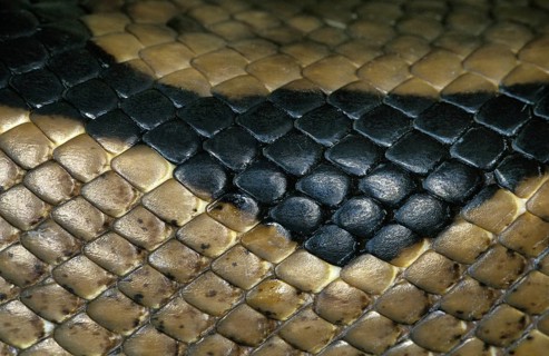 Royal Python
