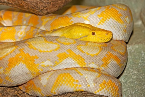 ALBINO RETICULATION PYTHON python reticulatus