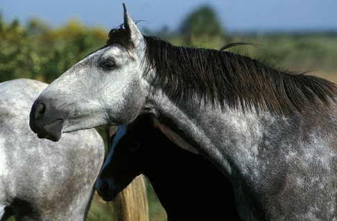 Lusitano horse