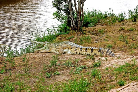 ORINOCO CROCODILE