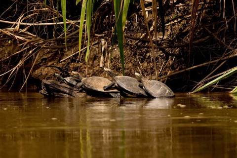 YELLOW-SPOTTED RIVER TURTLE