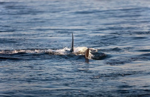 Great white shark