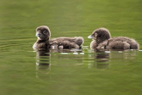 Common loon
