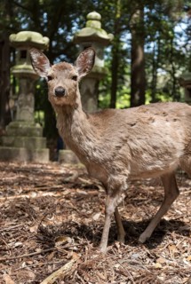 Sika deer and stone lanterns