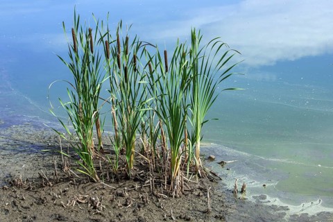 Common bulrush