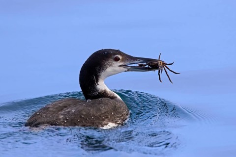 Common loon
