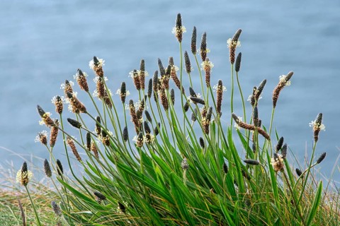 English plantain
