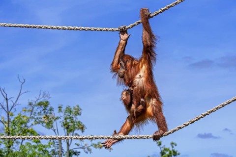Sumatran orangutan