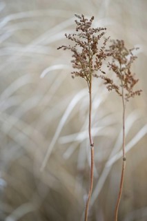 Great wood rush