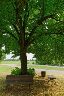 Limetree