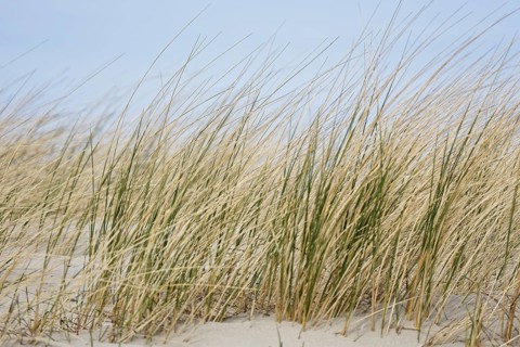European Marram Grass