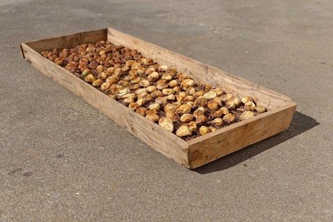 Drying common Common fig