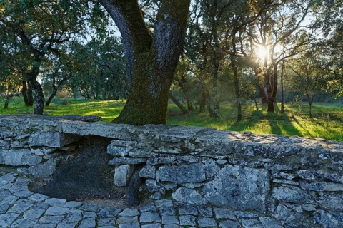 Holm Oak