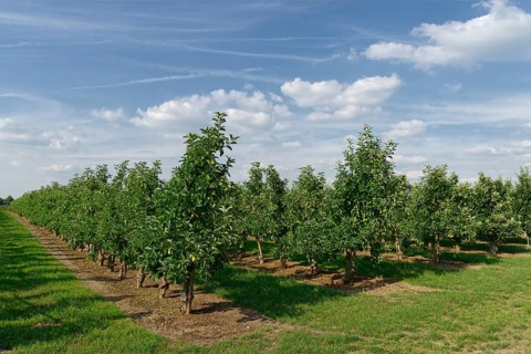 Apple tree plantation
