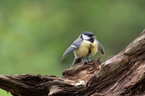 Great tit