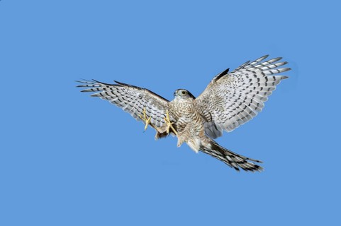 EUROPEAN SPARROWHAWK