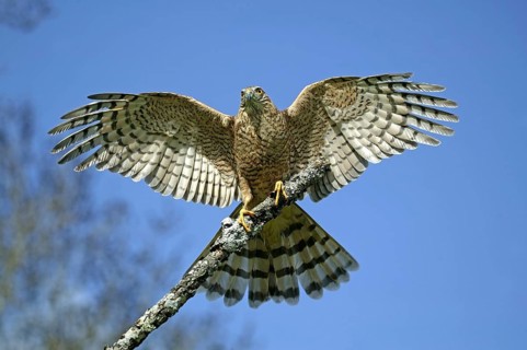 European Sparrowhawk