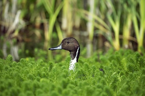 Northern Pintail