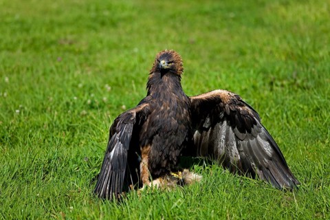 Golden eagle