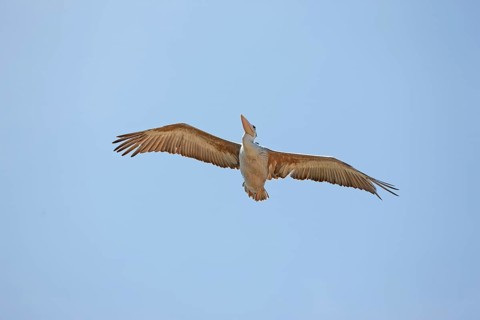 Pink backed Pelican