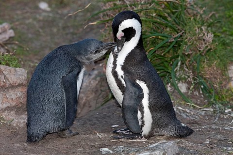 Gentoo penguin or African penguin