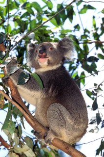 KOALA