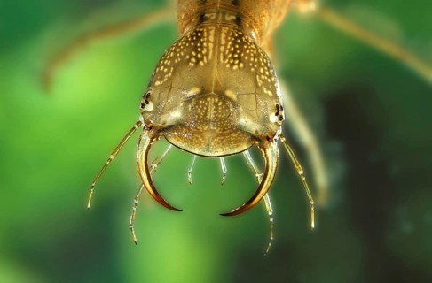 Great diving beetle