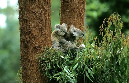 Koala