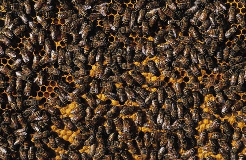 Honey Bee