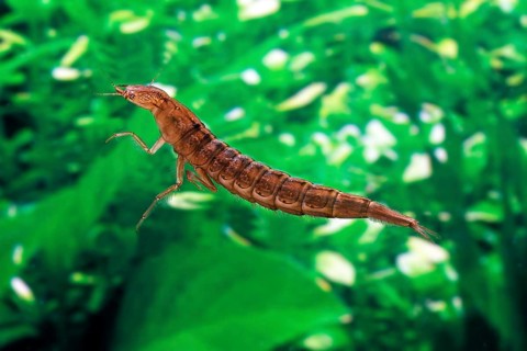 Great Diving Beetle
