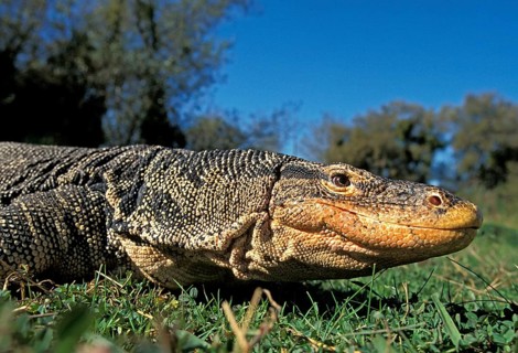 Water Monitor