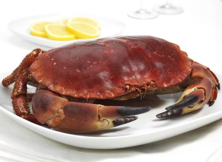 EDIBLE CRAB IN PLATTER WITH LEMON SLICES