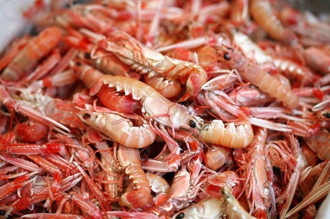 Dublin Bay Prawns or Norway Lobsters