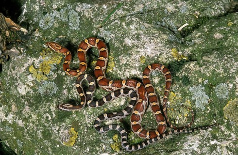 Corn snake