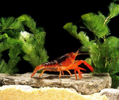 Louisiana crawfish