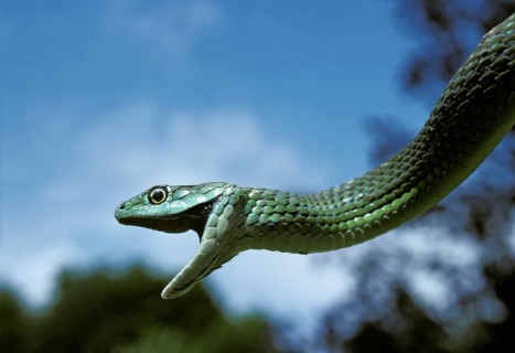 Spotted bush snake