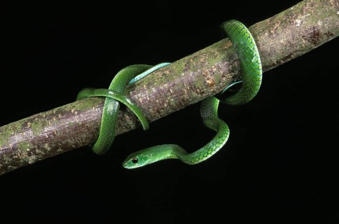 Spotted bush snake