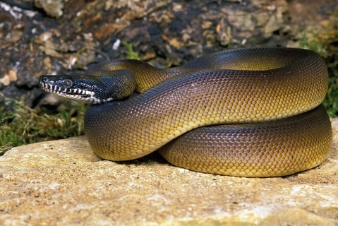 White-lipped python