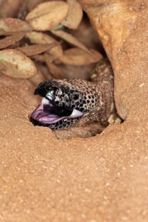 BEADED LIZARD