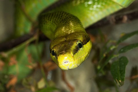 RED-DANCED GREEN RAT SNAKE gonyosoma oxycephala