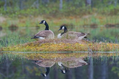Canada goose