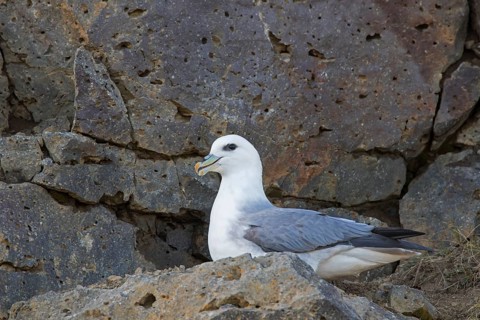 Northern fulmar