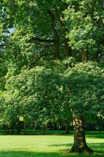Common oak