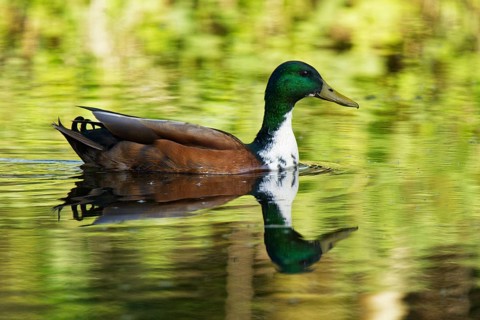 Mallard
