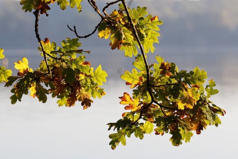 English oaks