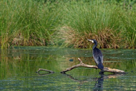 Great cormorant