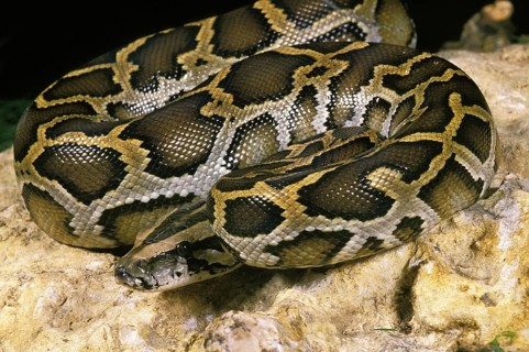 Indian python