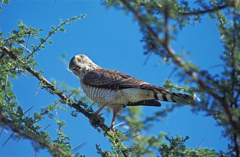 DICKINSON'S Falcon