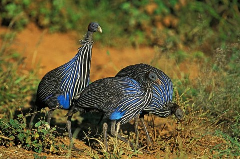 VULTURINE GUINEAFOWL