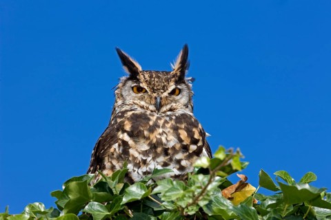 Cape Eagle Owl